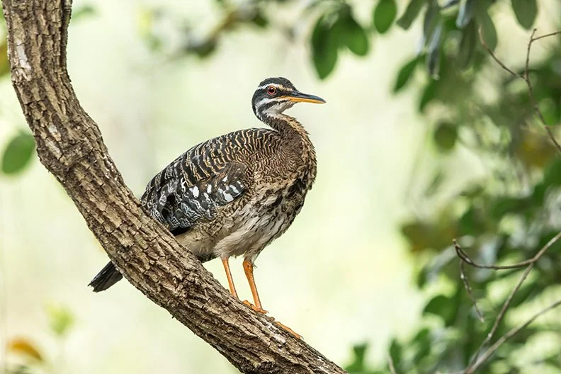 SUNBITTERN