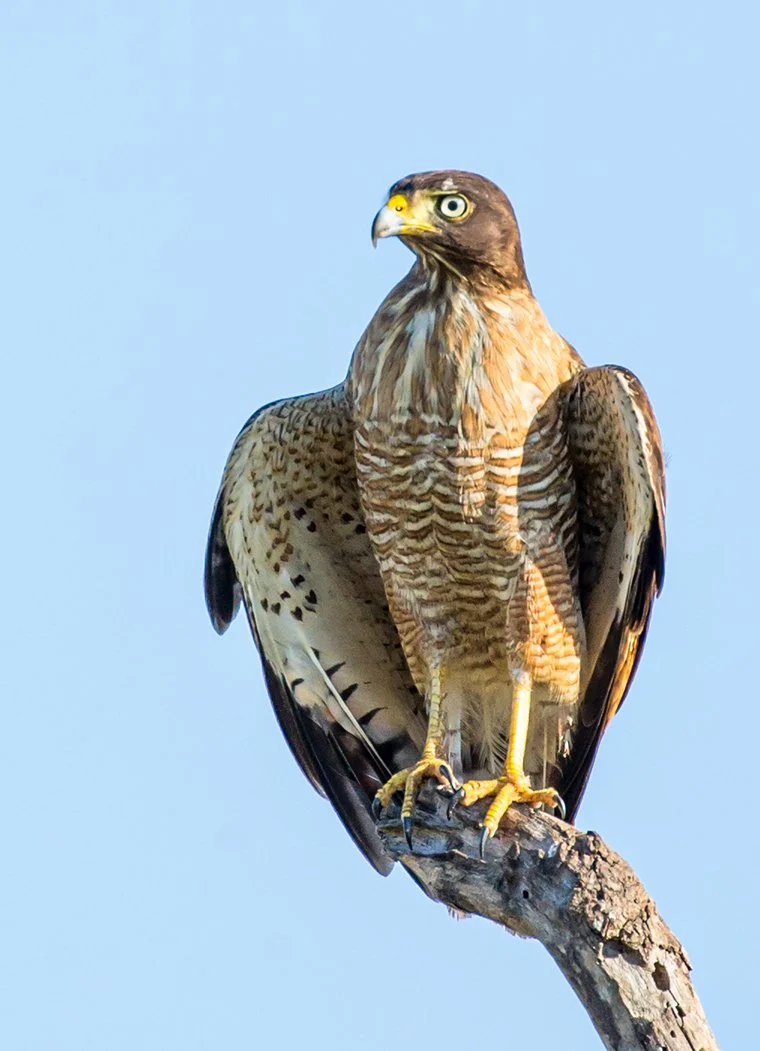 ROADSIDE_HAWK_03.jpg