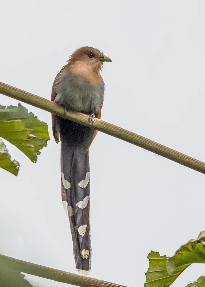 SQUIRREL CUCKOO