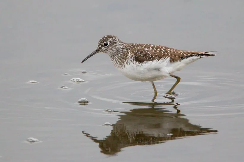 SOLITARY SANDPIPER