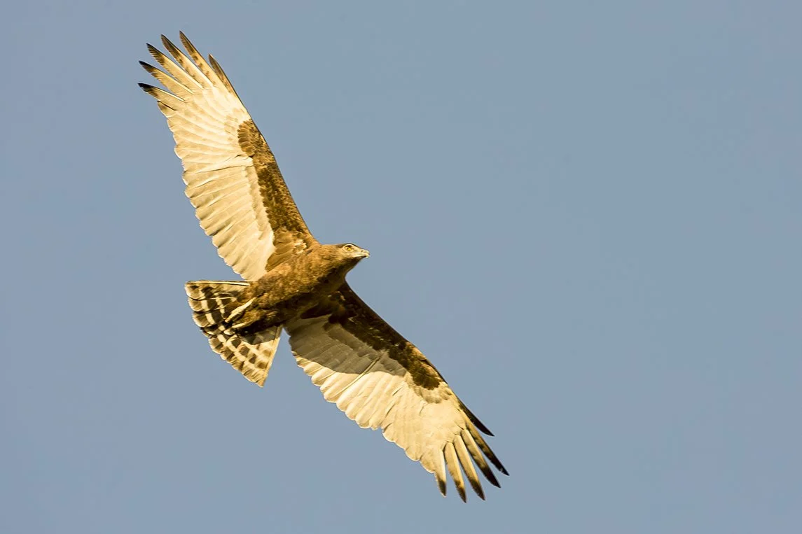 BROWN_SNAKE_EAGLE_04.jpg