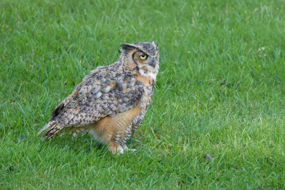 GREAT HORNED OWL