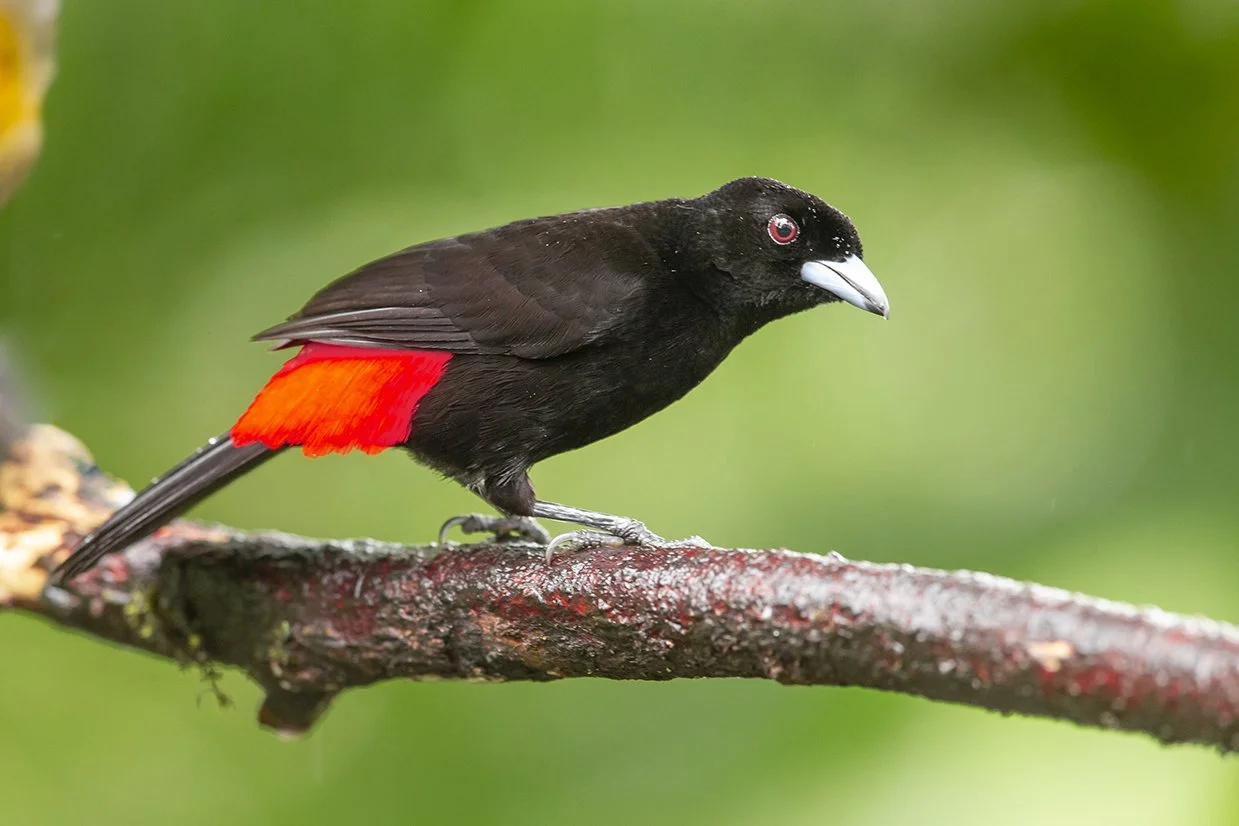 SCARLET_RUMPED_TANAGER_05.jpg