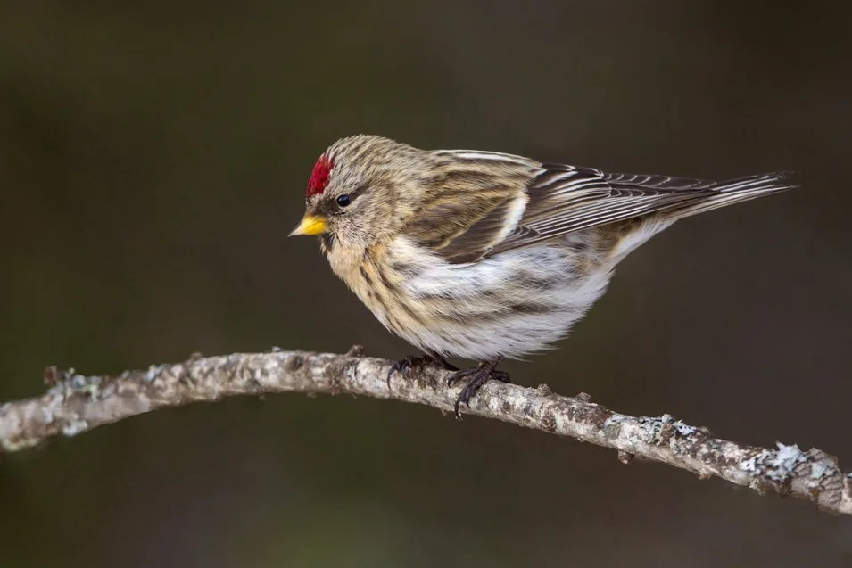 COMMON REDPOLL