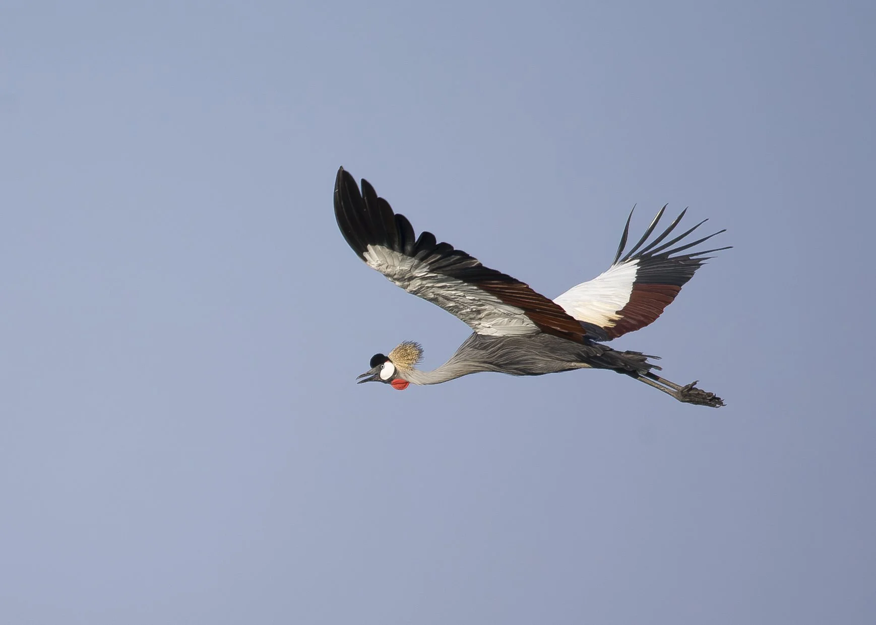 GREY_CROWNED_CRANE