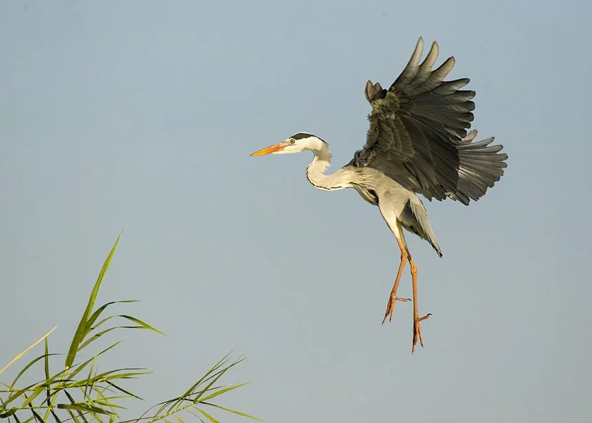 GREY_HERON_02.jpg