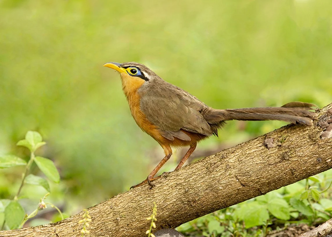 LESSER GROUND CUCKOO