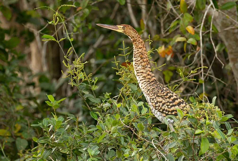 RUFESCENT TIGER HERON
