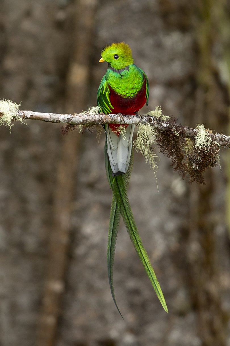 RESPLENDENT QUETZAL_02.jpg