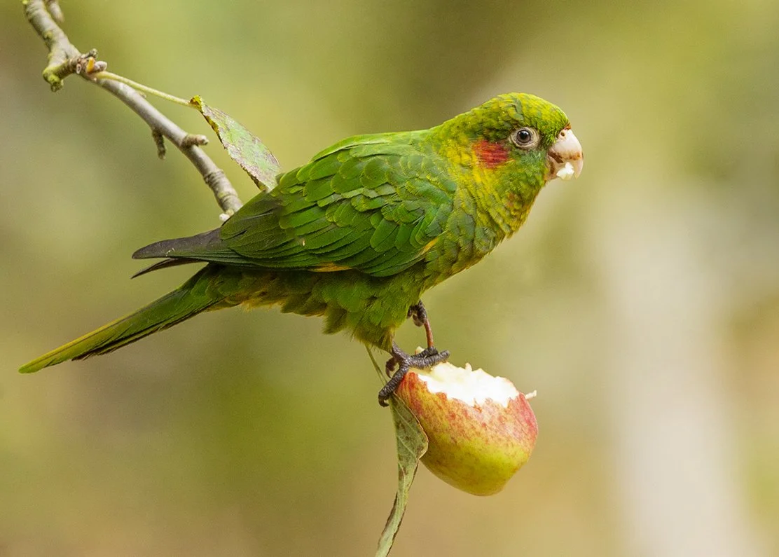 SULPHUR-WINGED PARAKEET