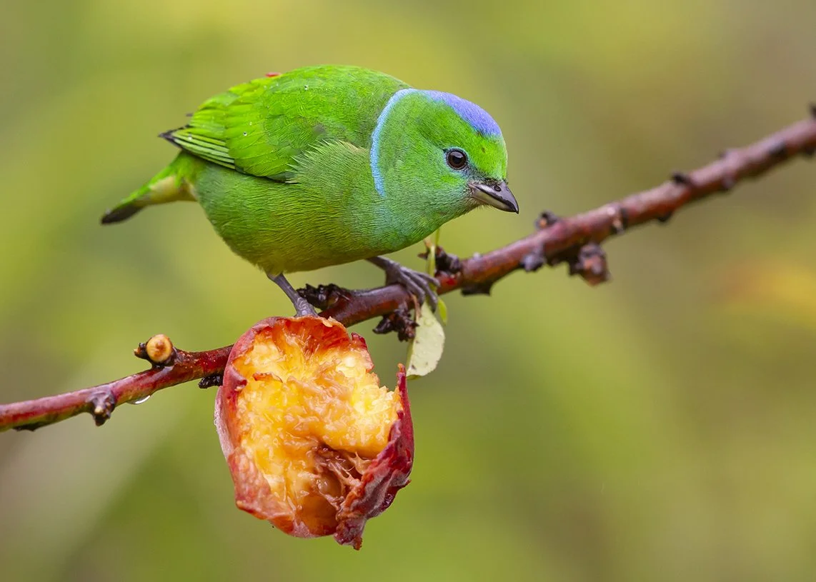 GOLDEN_BROWED_CHLOROPHONIA_03.jpg
