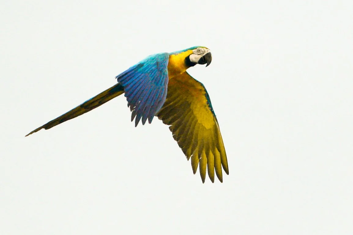 BLUE AND YELLOW MACAW