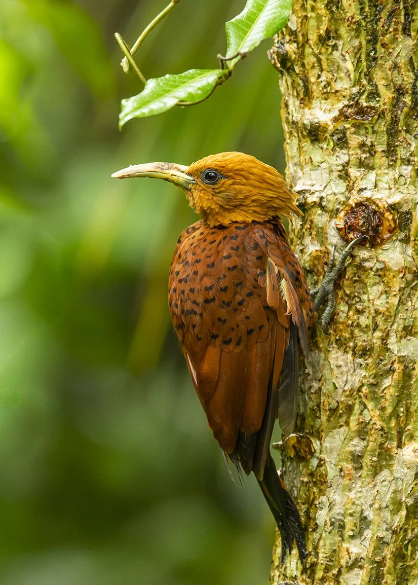 CHESTNUT_COLORED_WOODPECKER_01.jpg