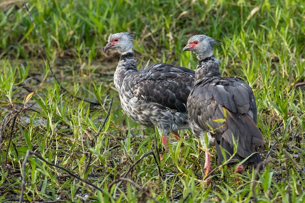 SOUTHERN_SCREAMER_06.jpg