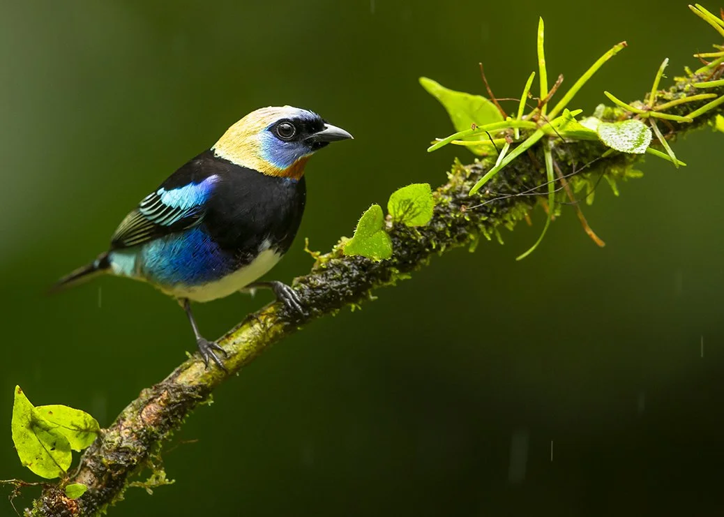 GOLDEN_HOODED_TANAGER_01.jpg