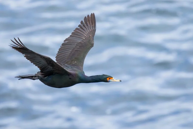 RED-FACED CORMORANT