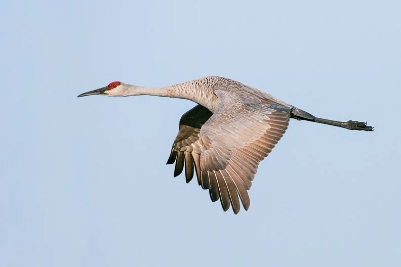 SANDHILL CRANE