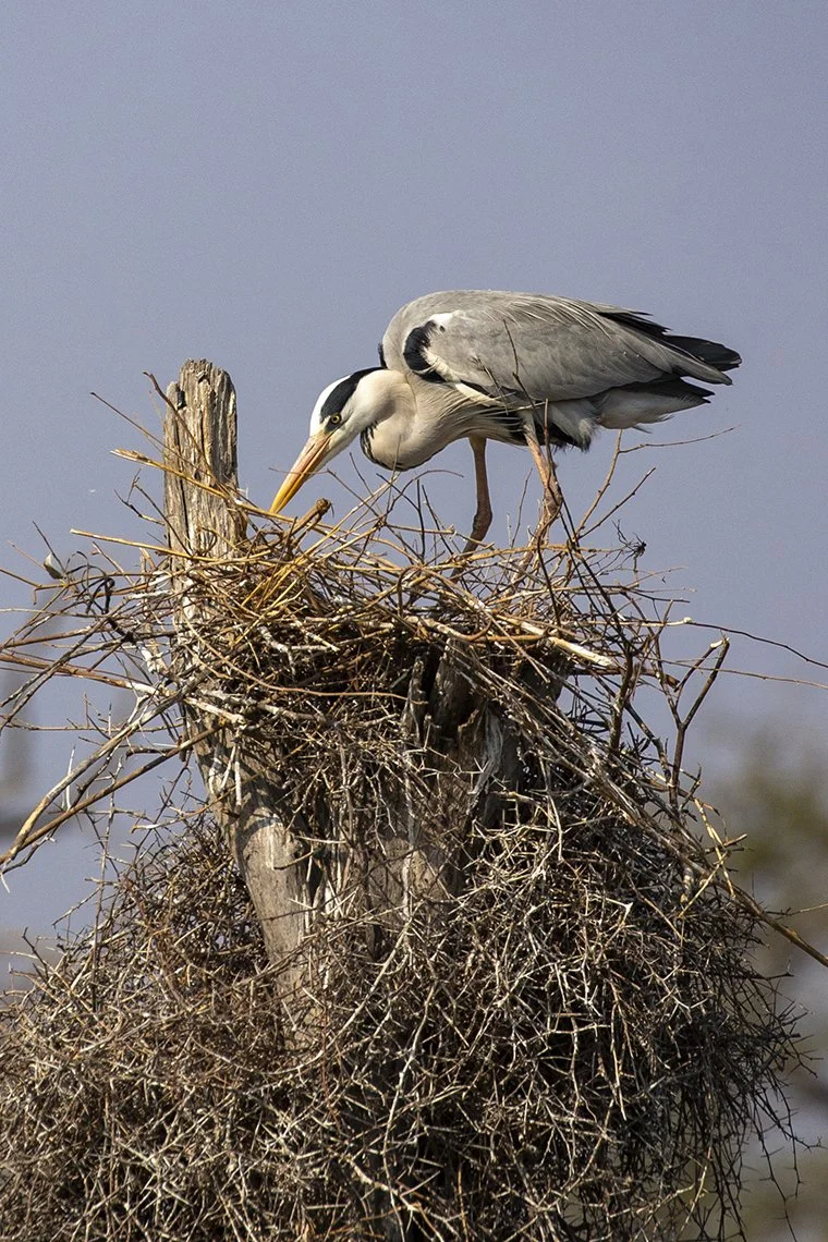GREY_HERON_07.jpg