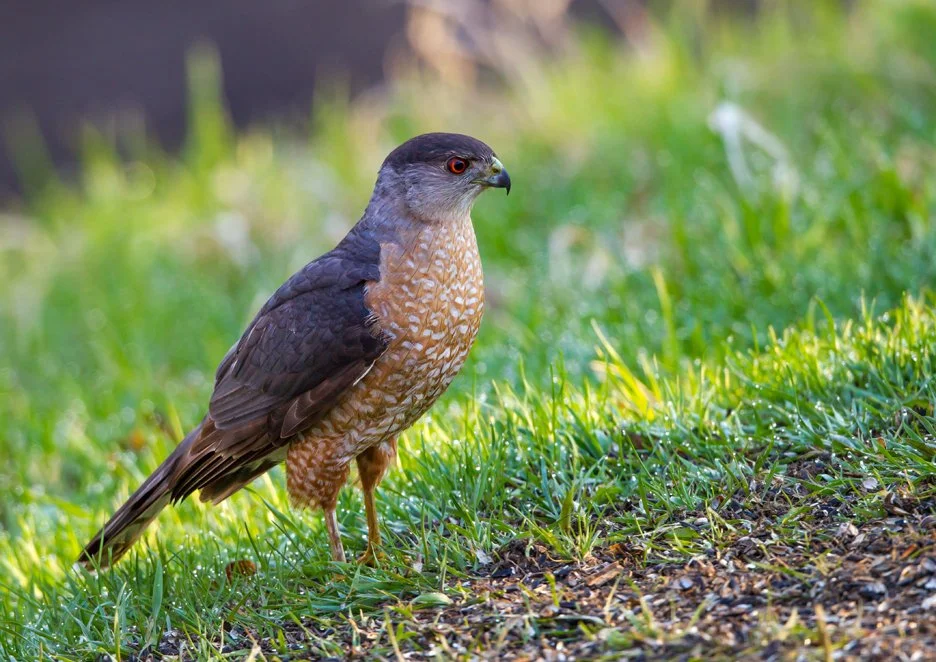 COOPERS HAWK