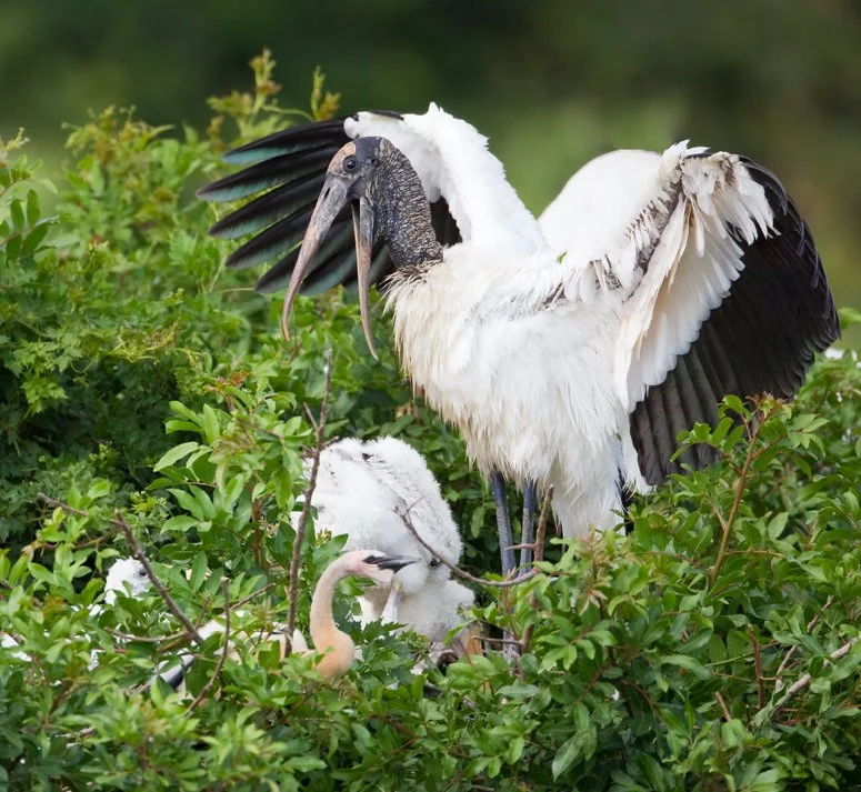 WOOD STORK