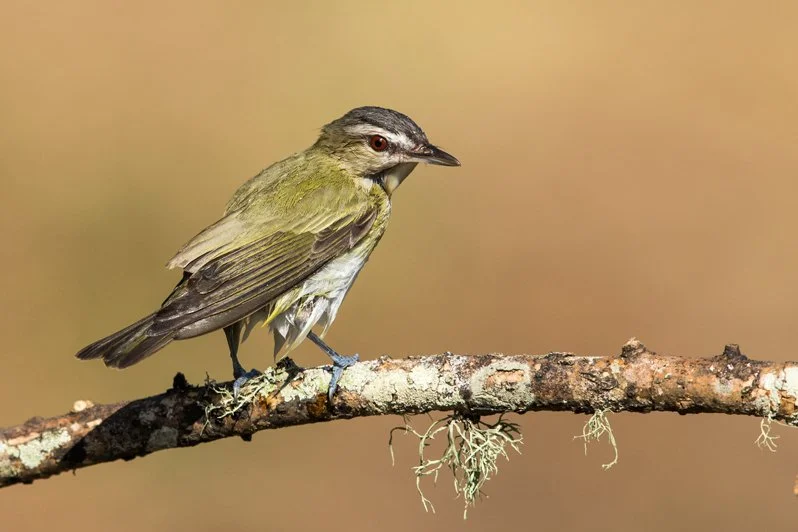 RED-EYED VIREO