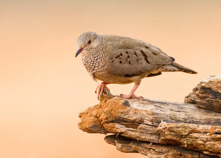 COMMON GROUND DOVE