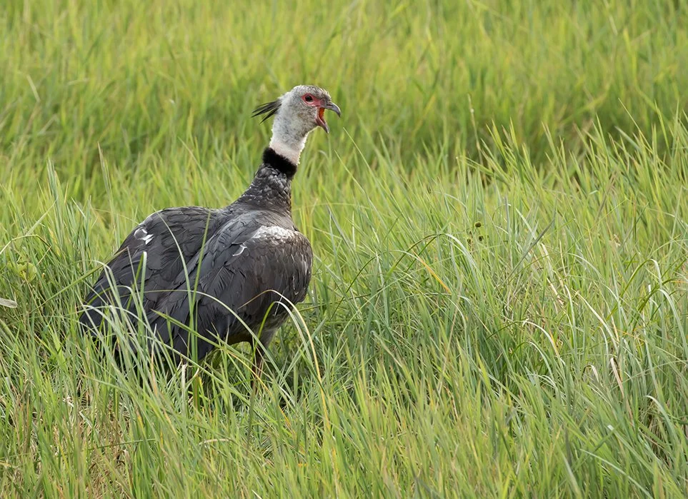 SOUTHERN SCREAMER