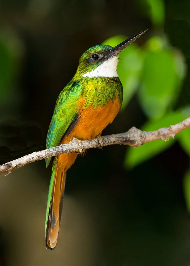 RUFOUS_TAILED_JACAMAR_02.jpg