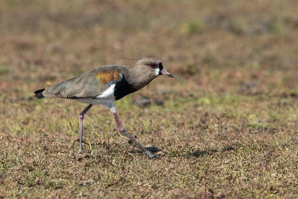 SOUTHERN LAPWING