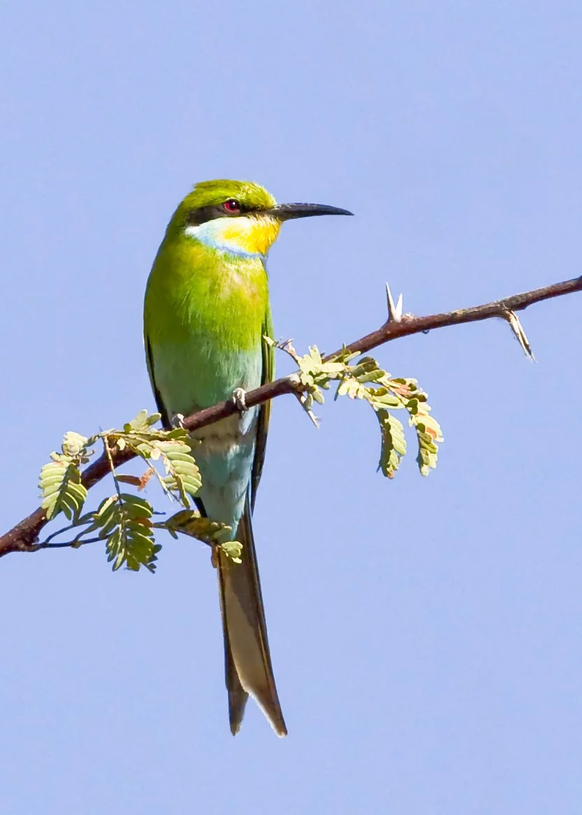 WHITE_FRONTED_BEE_EATER_07.jpg