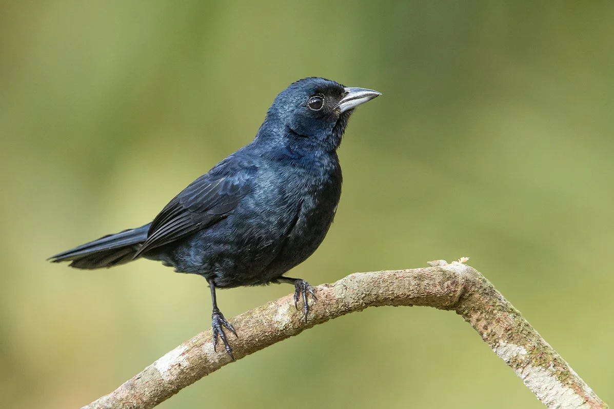 RUBY_CROWNED_TANAGER_07.jpg
