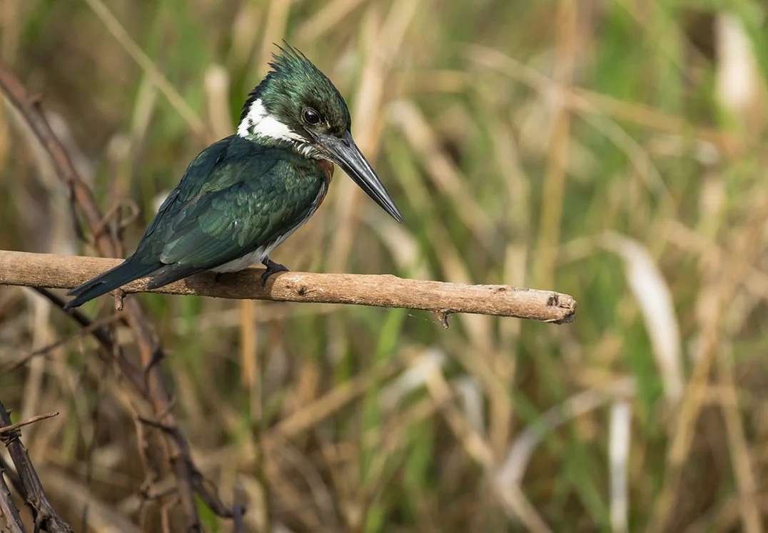 GREEN KINGFISHER