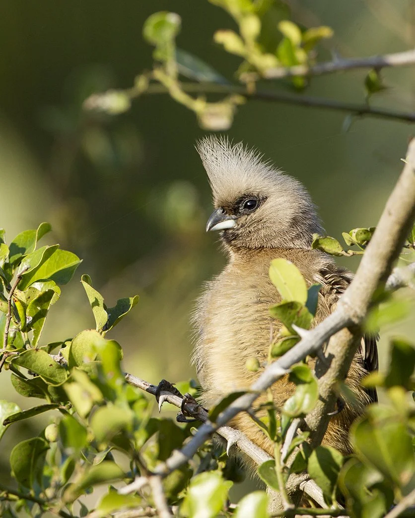 BARE-FACED GO-AWAY BIRD
