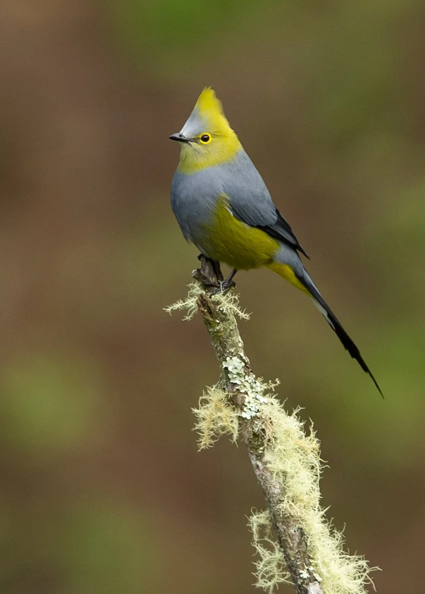 LONG-TAILED SILKY-FLYCATCHER