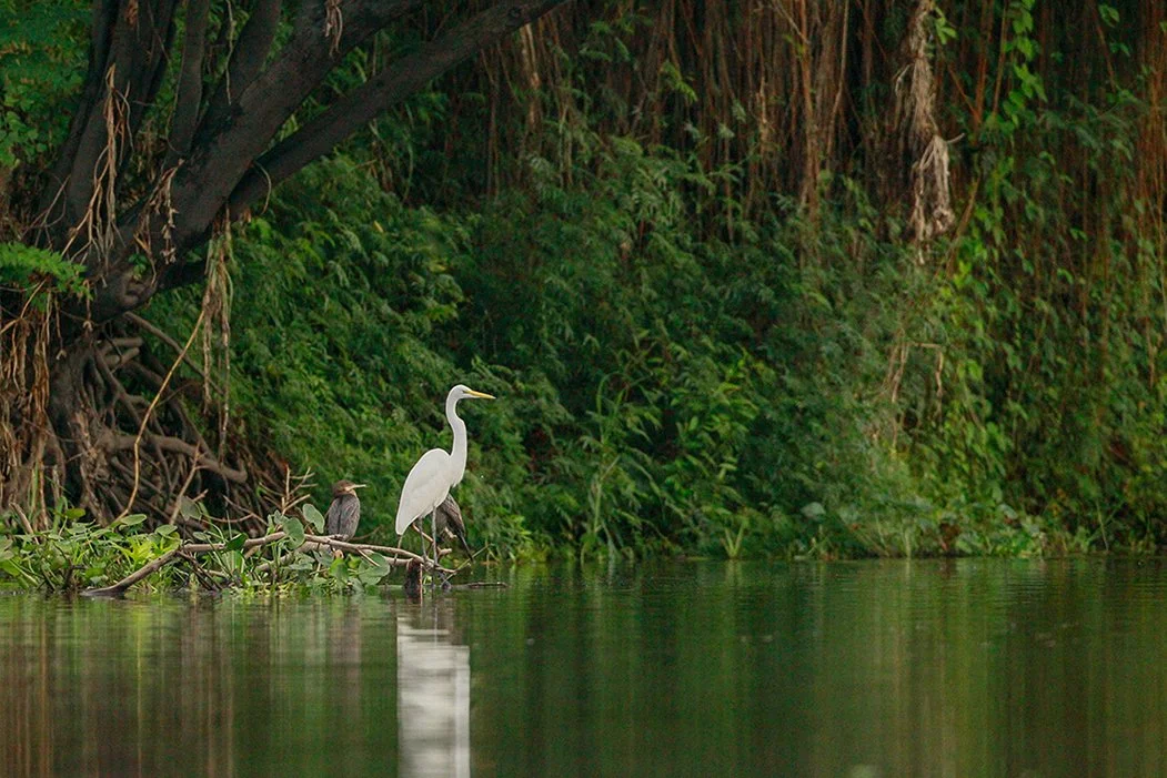 GREAT_EGRET_02.jpg