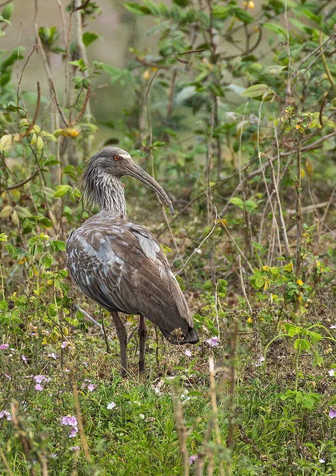 PLUMBEOUS_IBIS_02.jpg