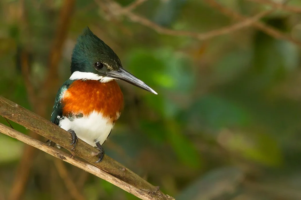 AMAZON KINGFISHER