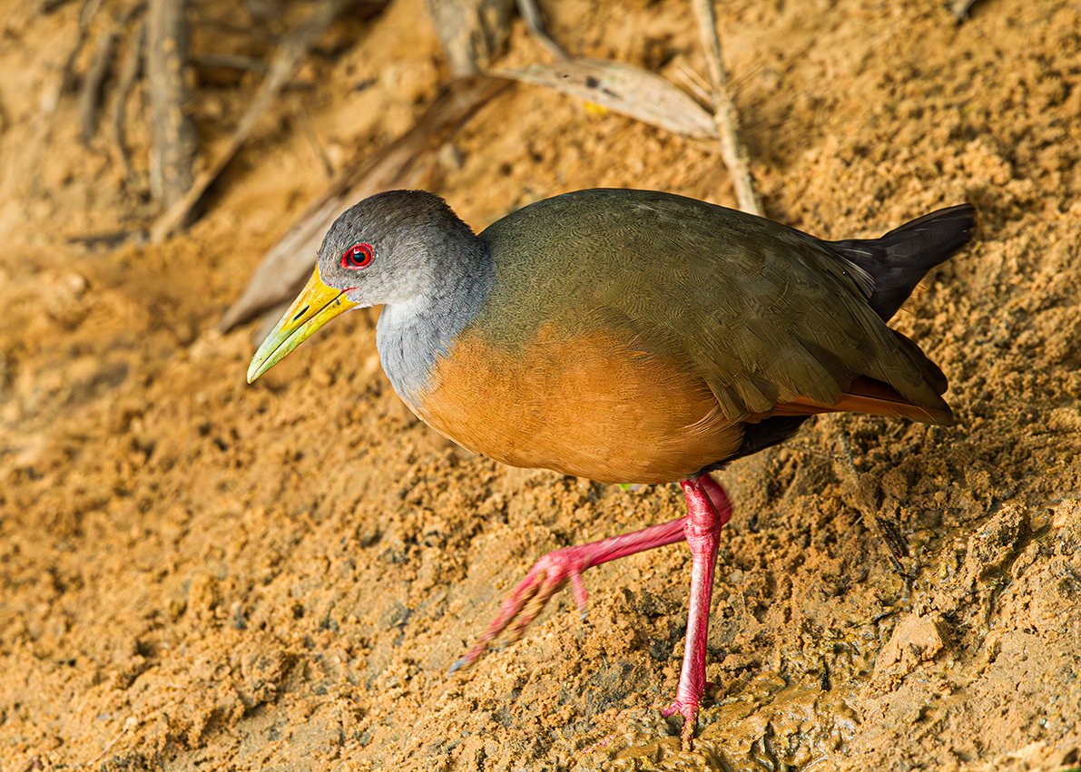 GREY_NECKED_WOOD RAIL_02.jpg
