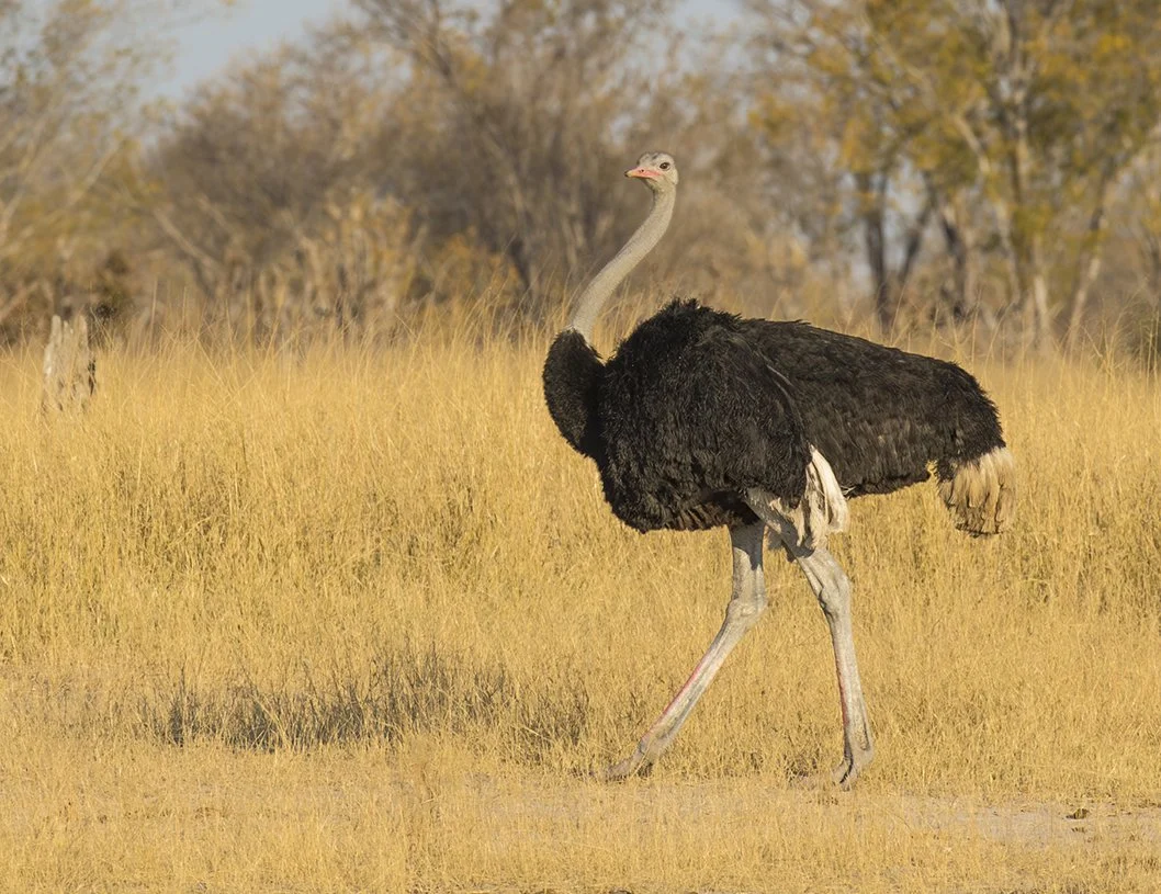 OSTRICH