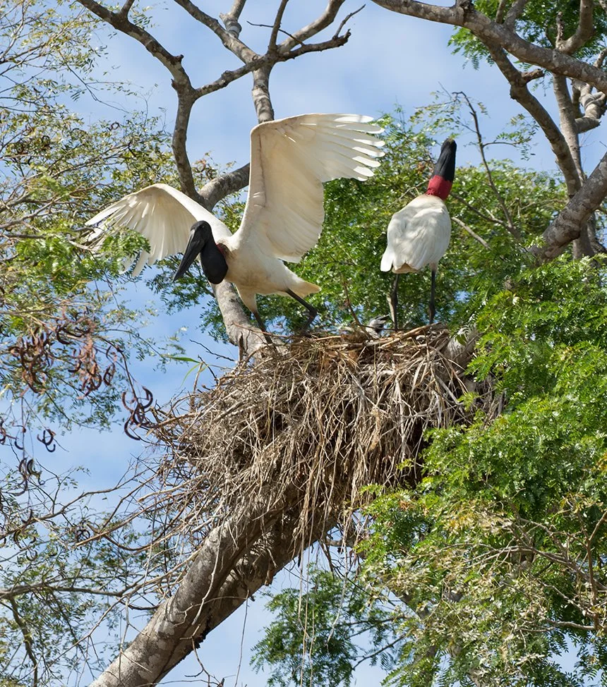 JABIRU_04.jpg