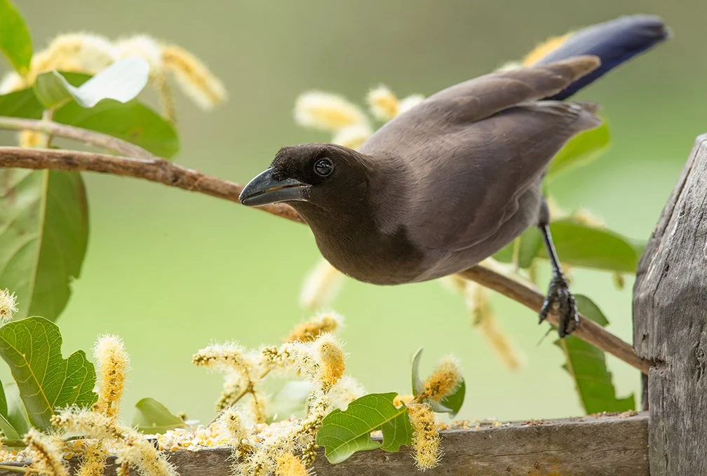 SHINY_COWBIRD_04.jpg