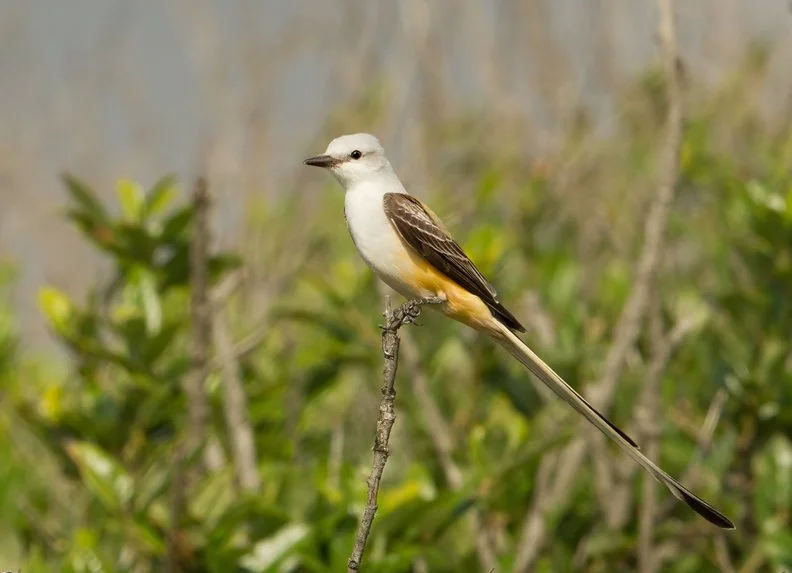 SCISSOR-TAILED FLYCATCHER