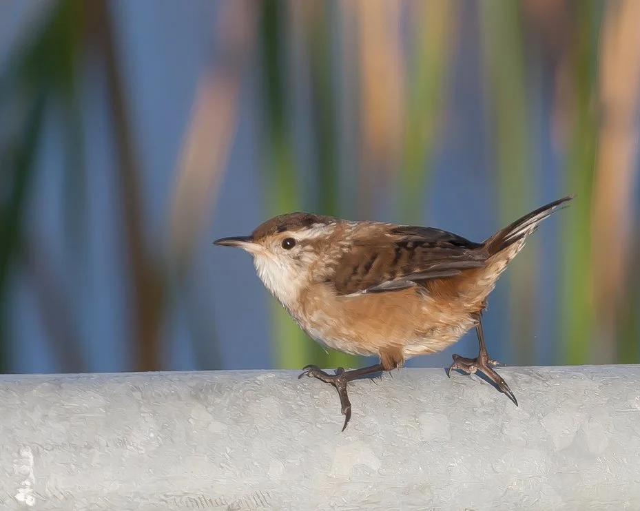 MARSH WREN