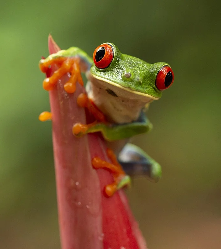 RED-EYED_TREE_FROG_01.jpg