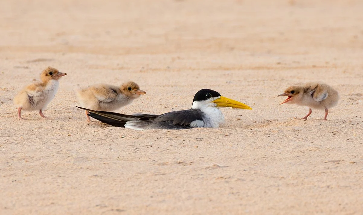 LARGE_BILLED_TERN_03.jpg