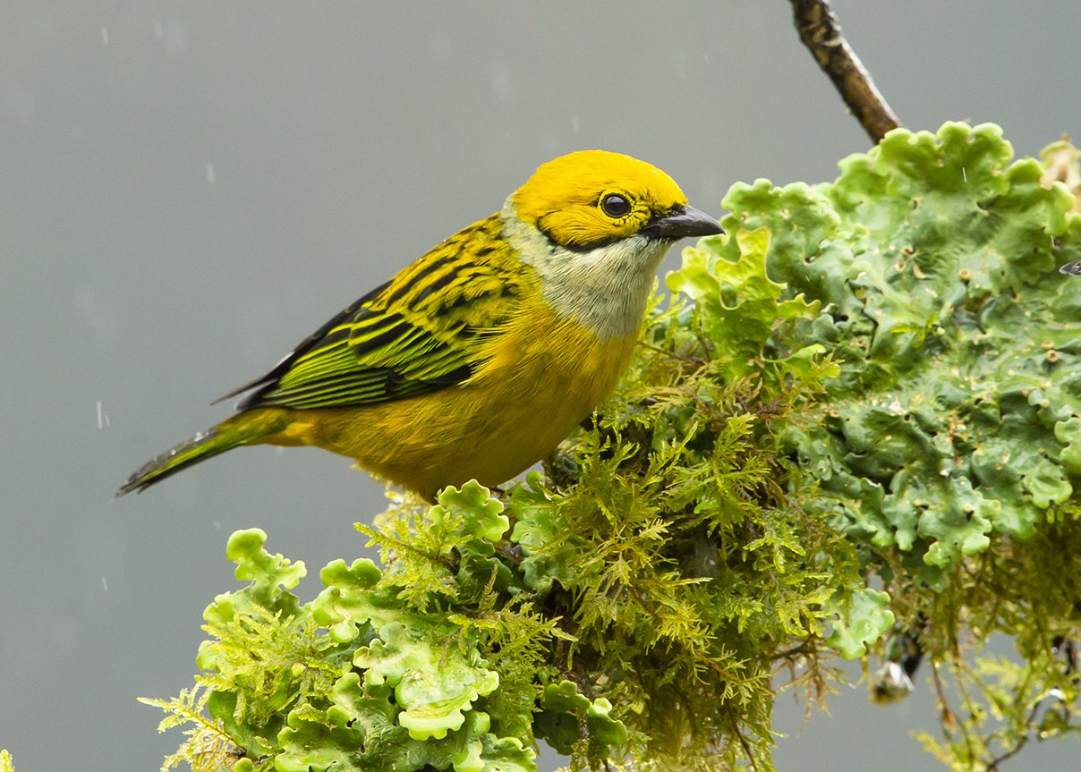 SILVER-THROATED TANAGER