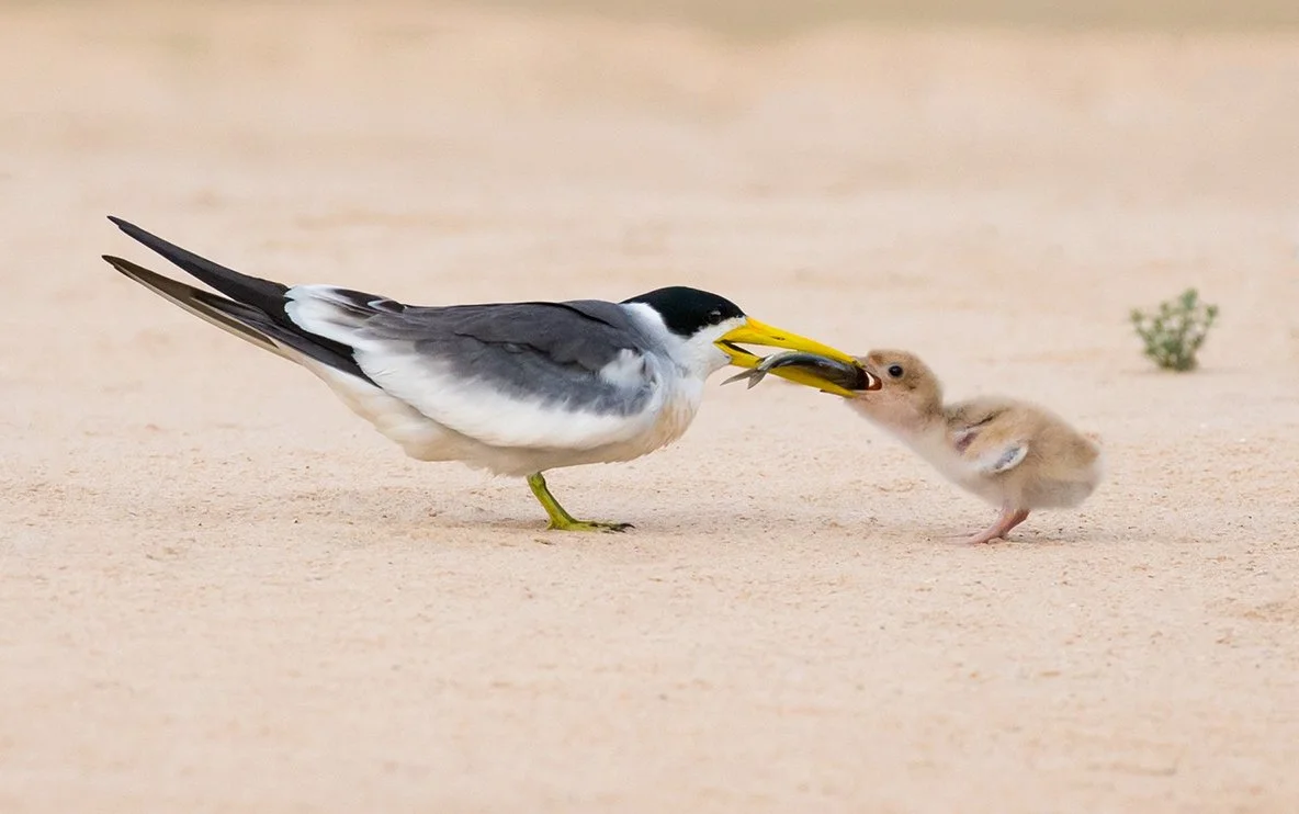 LARGE_BILLED_TERN_09.jpg