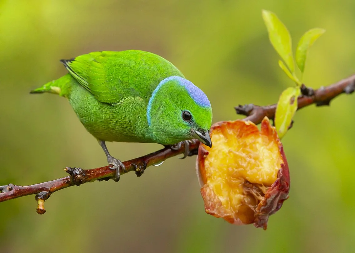 GOLDEN_BROWED_CHLOROPHONIA_01.jpg