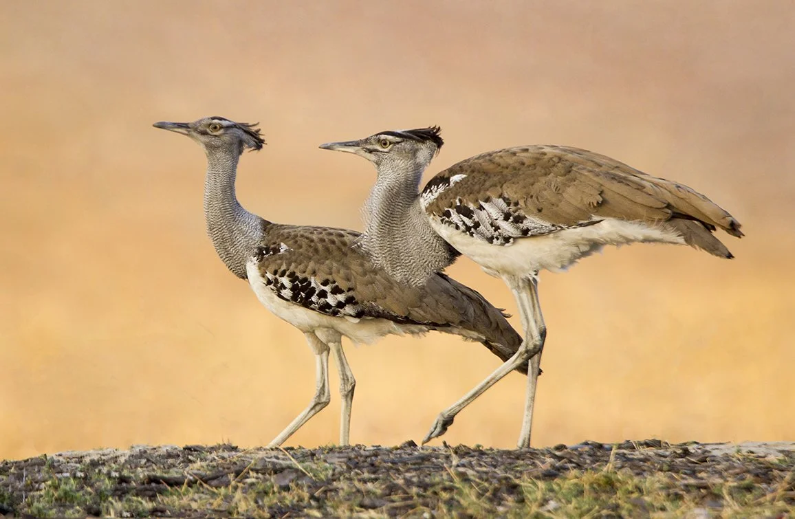 KORI_BUSTARD_01.jpg