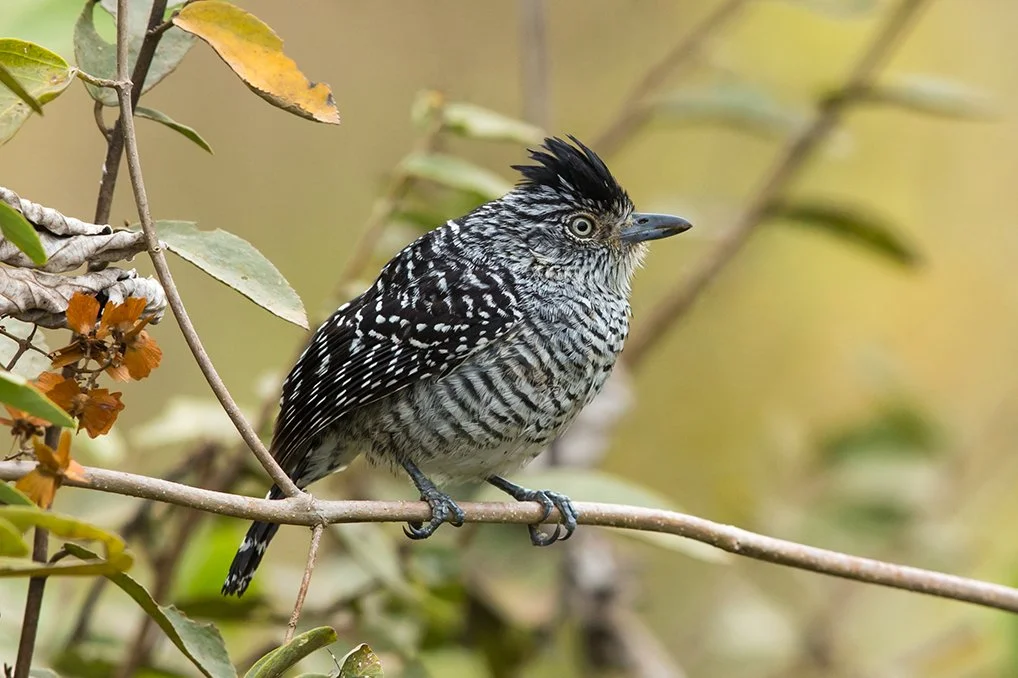 BARRED_ANTSHRIKE_02.jpg
